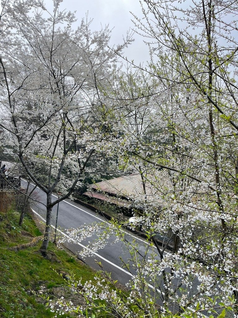 2023317 阿里山．沼平車站_230401_104.jpg