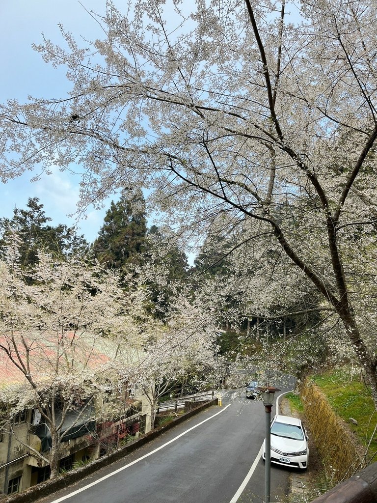 2023317 阿里山．沼平車站_230401_105.jpg