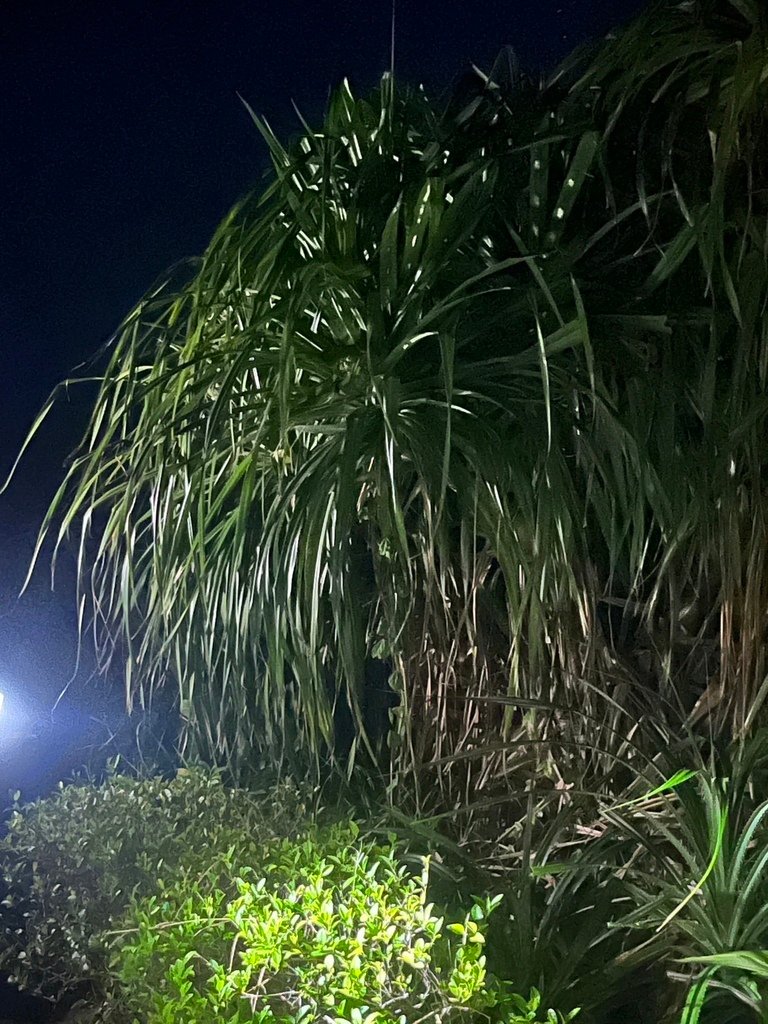 【台東】夜訪小野柳之寄居蟹換殼．七里香水煎包