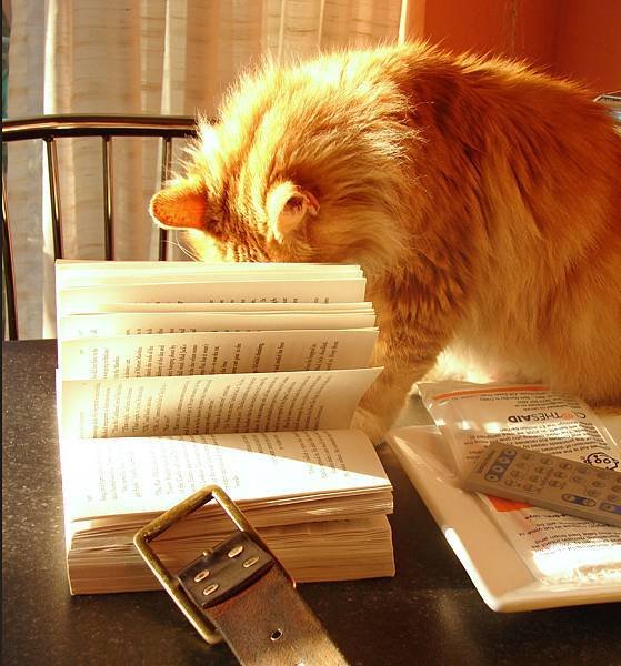 Cat_with_book_2320356661 拷貝.jpg