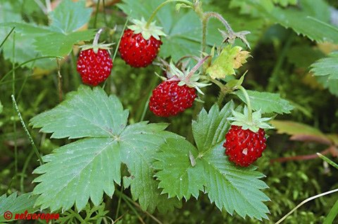 Fragaria_vesca_1