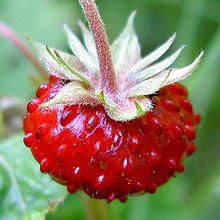 FRAISES MARA DES BOIS