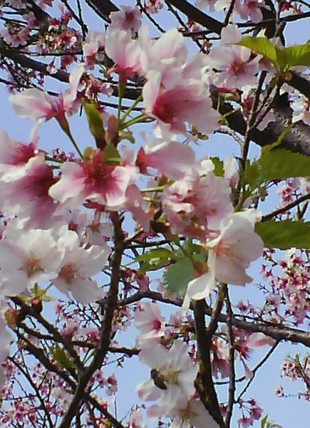 陽明山賞花