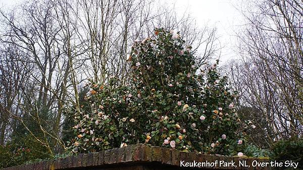 keukenhof Park006.JPG