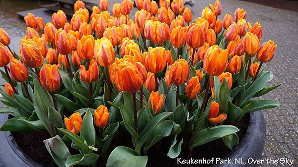 keukenhof Park008.JPG