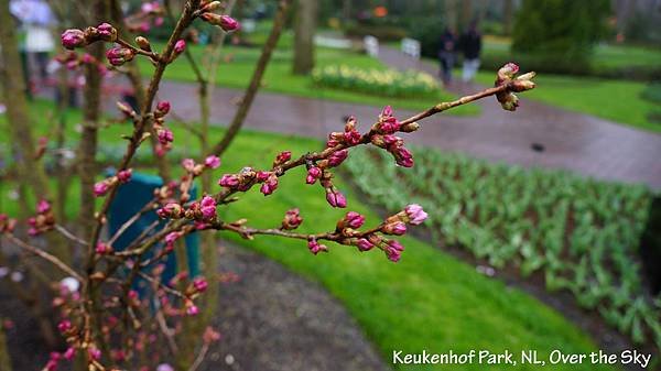 keukenhof Park018.JPG