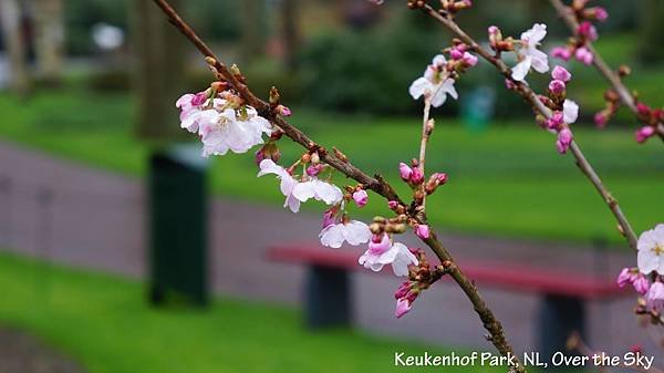 keukenhof Park019.JPG