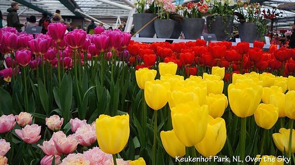 keukenhof Park028.JPG