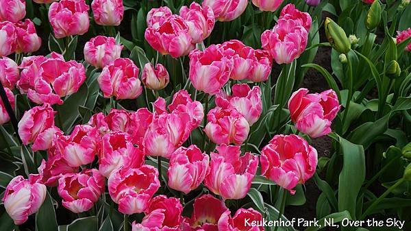 keukenhof Park030.JPG