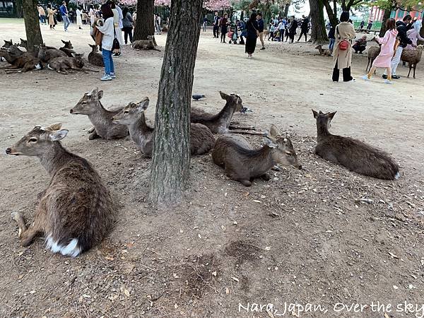 Nara008.jpg