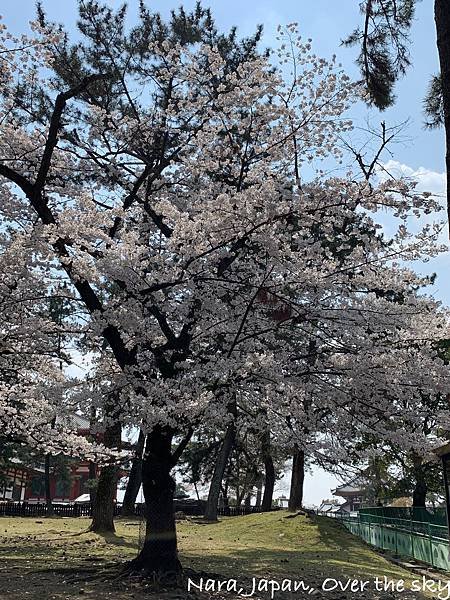 Nara005.jpg