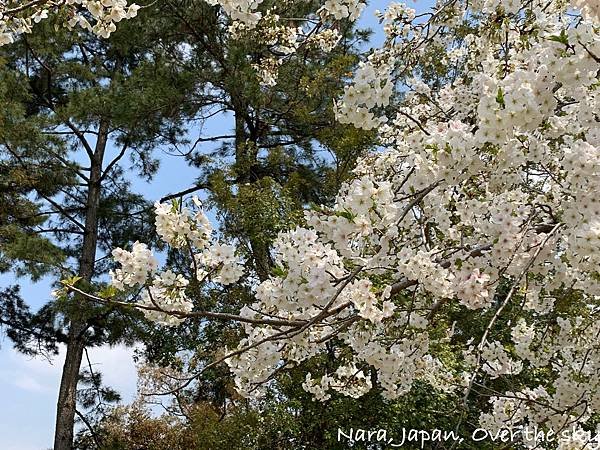 Nara009.jpg