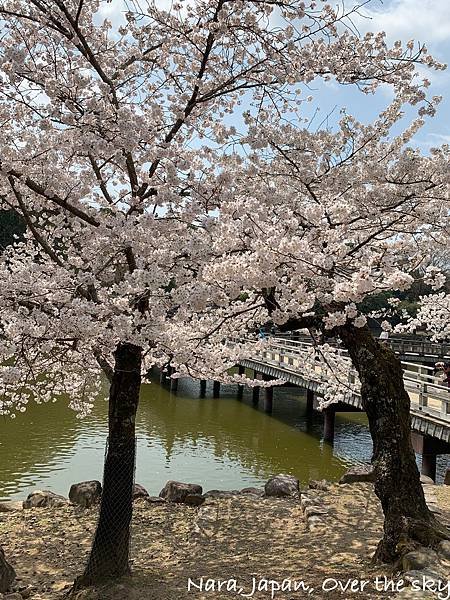 Nara015.jpg