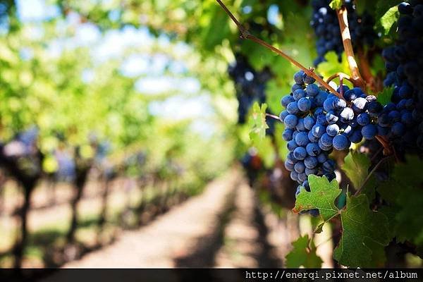 purple-grapes-553463_1920.jpg