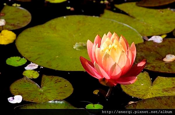 lotus-in-water_MkDRZvYu.jpg