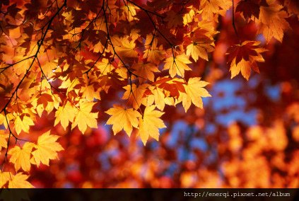 Autumn-Leaves-Sunshine.jpg