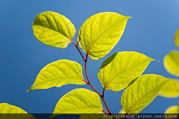 tree_MJa_FV9d.jpg