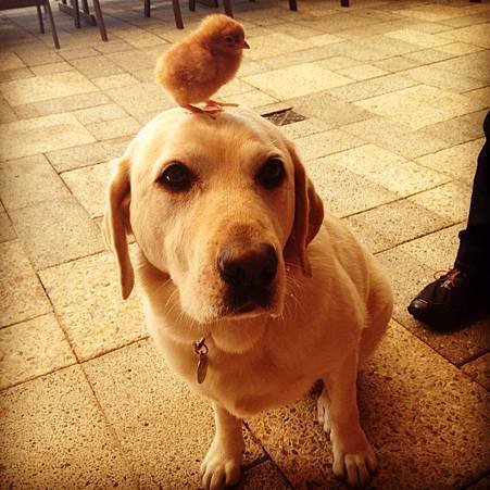 chicken_on_dog