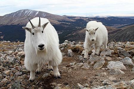 mountain_goat