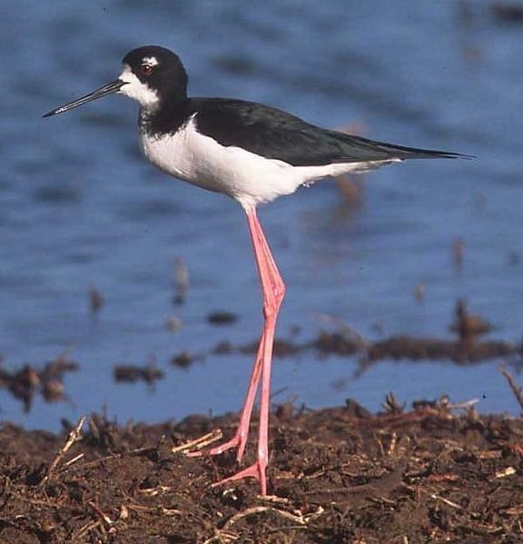 576px-Black-necked_Stilt.jpg