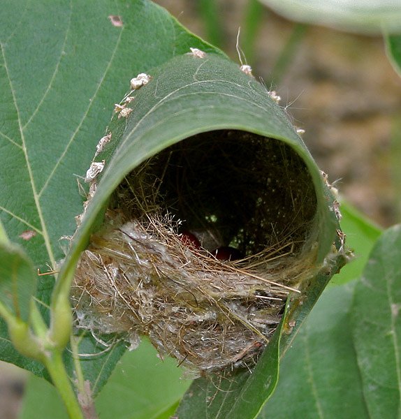 Common_Tailorbird_(Orthotomus_sutorius)_Nest_in_Hyderabad,_AP_W_IMG_7248.jpg