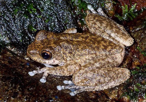 litoria-nannotis.waterfall-frog.litonan1-il.jpg