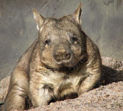 wombat