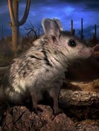 grasshopper mouse2.jfif