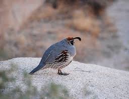 gambel%5Cs quail.jpg