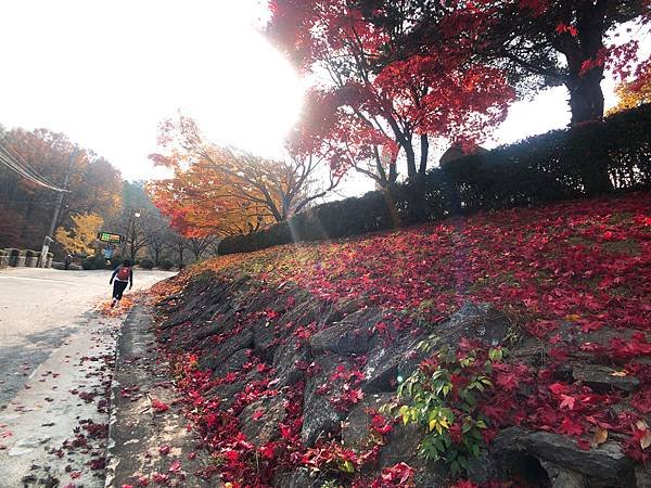 ［大邱 景點］金秘書為何那樣 韓劇 約會地點 前山展望台 楓