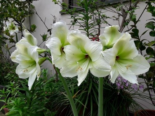 20170416_Amaryllis Flower .jpg