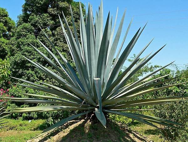 Bar07-01 Blue Agave.jpg