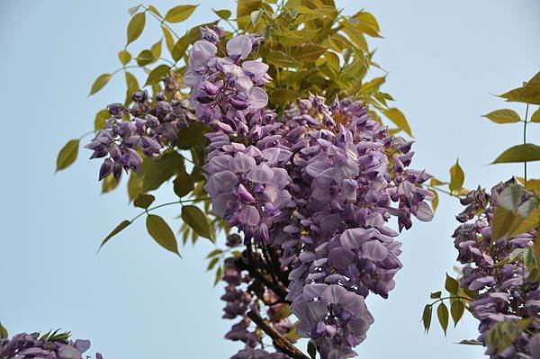 DSC_0248.JPG