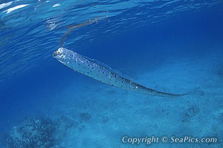 地震魚6.jpg