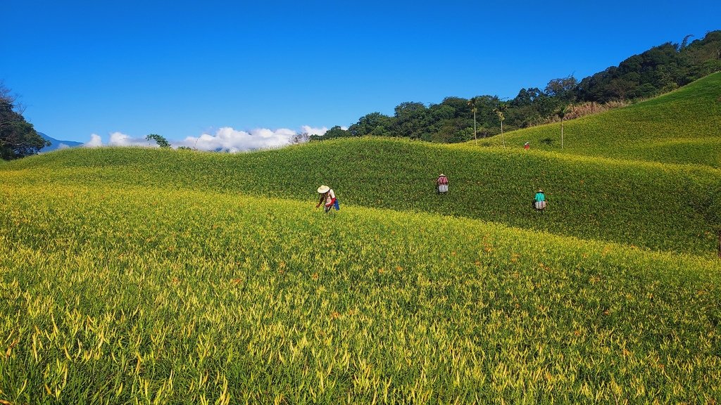 花蓮金針山健行-山行者登山健行學苑/花東區