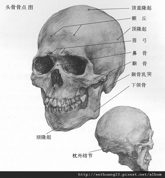 nasal bone