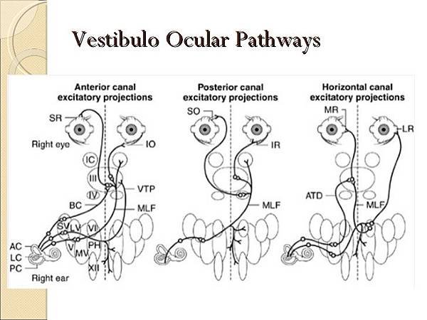 supranuclear-eye-movement-control-1-27-728.jpg