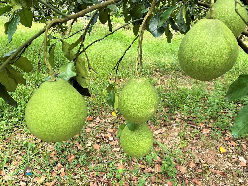 瑞穗村046.jpg