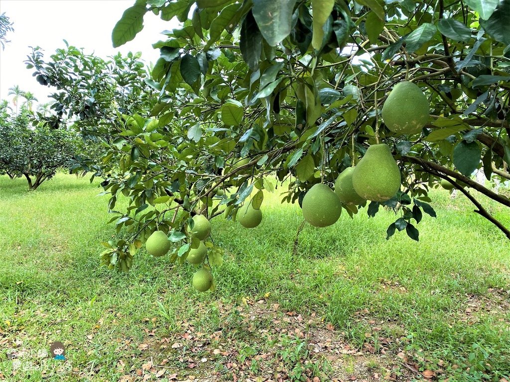 瑞穗村044.jpg