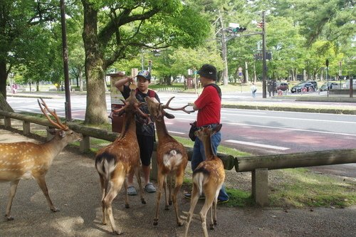 0630-3 奈良公園 (20).JPG - 107.07-09奈鳥神阪
