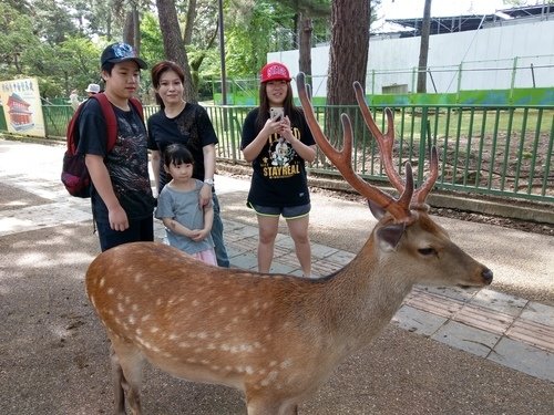 0630-3 奈良公園 (59).jpg - 107.07-09奈鳥神阪