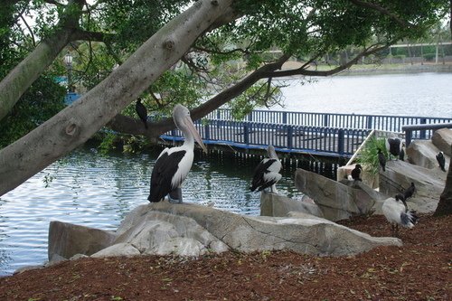 0307-1 Sea World  (7).JPG - 105.03黃金海岸