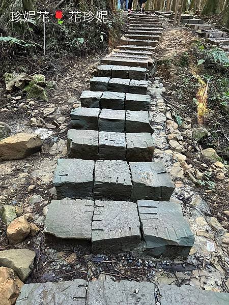 【嘉義｜阿里山遊記】「特富野古道」山林古道全程來回健行遊~