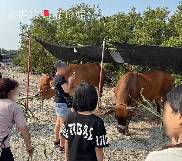 【彰化｜芳苑食記】彰化海線產地直送新鮮蚵仔，蚵嗲與特色蚵仔煎