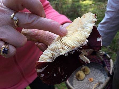 mushroom course