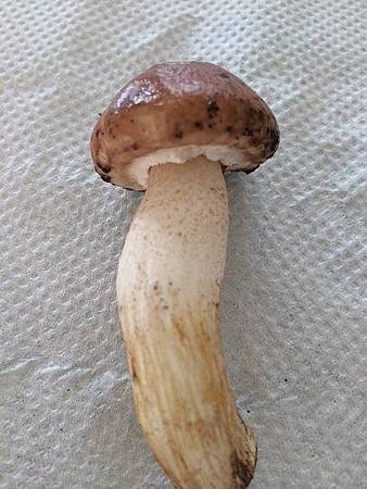 mushroom course