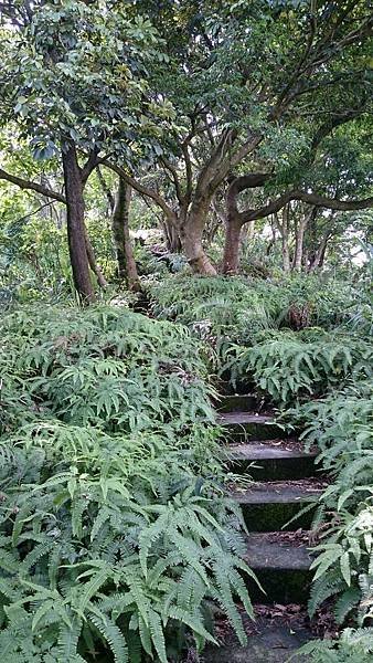 興福山_170601_0081.jpg