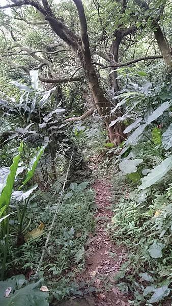 石灰坑山_170630_0007.jpg
