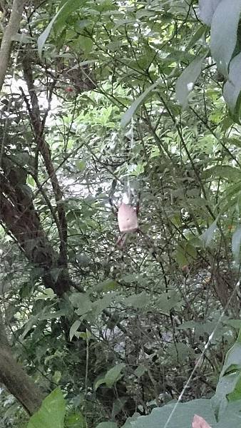 石灰坑山_170630_0008.jpg