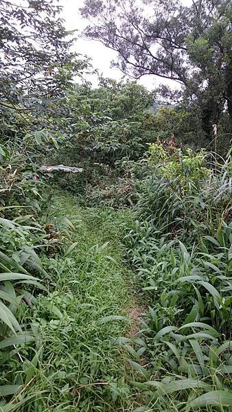 石灰坑山_170630_0012.jpg